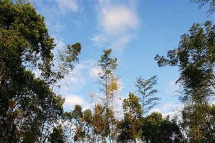 《珠海市空气质量持续改善工作方案》印发